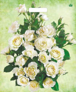 Пакет прор. 38*45, 60мкм, ламинат "Белые розы" (Тико) (500)
